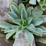 Linum campanulatum Leaf