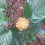 Goeppertia marantifolia Λουλούδι