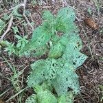 Physalis longifolia Leaf