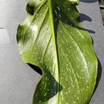 Zantedeschia albomaculata Leaf