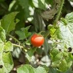 Solanum capsicoides Frukt