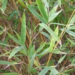 Phyllostachys aurea Leaf