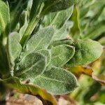 Calendula stellata Leaf