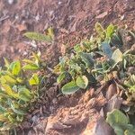 Boscia mossambicensis Corteza