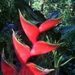 Heliconia bihai Blad