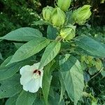 Hibiscus moscheutosÕis