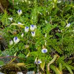 Vicia cypria Hábito