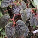 Begonia scabrida Лист