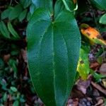 Dioscorea polystachya Hoja