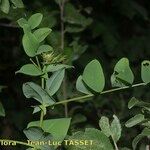 Vicia pisiformis Otro