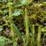 Selaginella selaginoides Folha