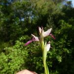 Serapias lingua Corteza
