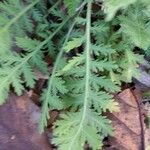 Achillea filipendulina برگ