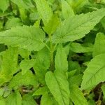 Scutellaria lateriflora Leaf