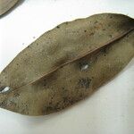 Humiria balsamifera Otro