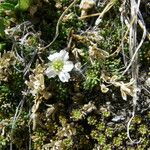 Cherleria obtusiloba Plante entière