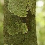 Lacmellea aculeata Kabuk