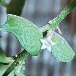 Dischidia ruscifolia Kvet