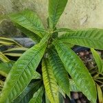 Pouteria caimito Leaf