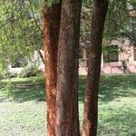 Vachellia seyal Casca