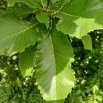 Quercus pontica Blatt