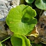 Umbilicus horizontalis Leaf