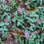 Euonymus fortunei Habitat