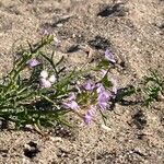 Cakile maritima 花