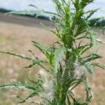 Artemisia biennis برگ