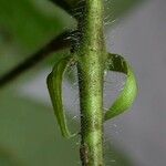 Dalechampia websteri Corteza