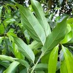 Nectandra membranacea Feuille