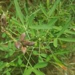 Crotalaria pumila Fruit