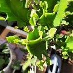 Euphorbia lactea Leht
