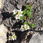 Saxifraga biflora 花