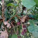 Guarea macrophylla Fruit