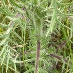 Cirsium eriophorum পাতা