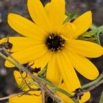 Helianthus angustifolius ᱵᱟᱦᱟ