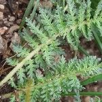 Pedicularis gyroflexa Leaf