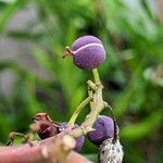 Homalanthus populifolius Frugt