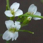 Arabidopsis cebennensis Blomst