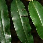 Mouriri crassifolia Leaf