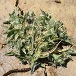 Crypsis vaginiflora عادت داشتن