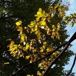 Carpinus turczaninovii List