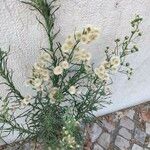 Conyza bonariensis 花