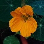 Tropaeolum minus Flower