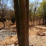 Ceiba pentandra Bark