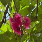 Syzygium malaccenseBlomst