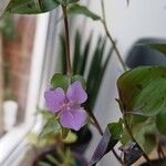 Tinantia pringlei Flower
