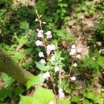 Hylodesmum glutinosum Floare