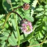 Poterium verrucosum Flower